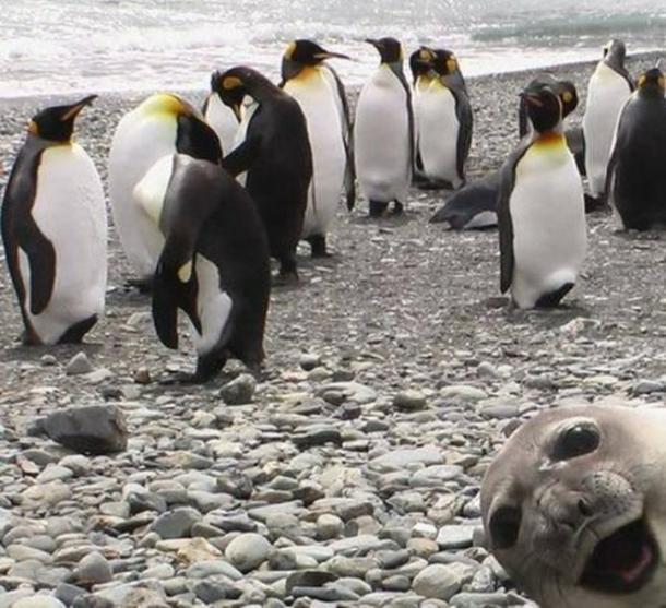 Best Photobombs Seal Bomb