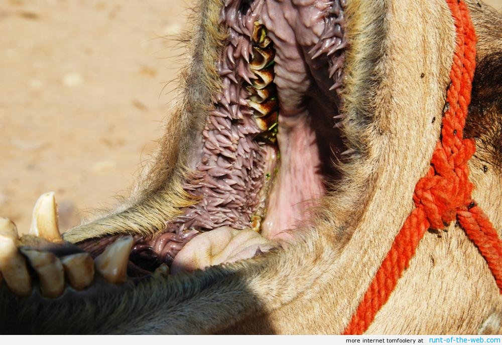 Inside a Camel’s Mouth
