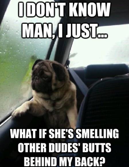 introspective-pug-smelling-other-butts