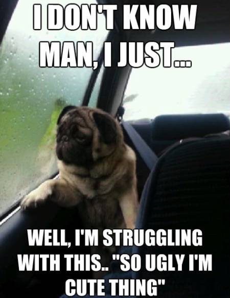 Introspective Pug