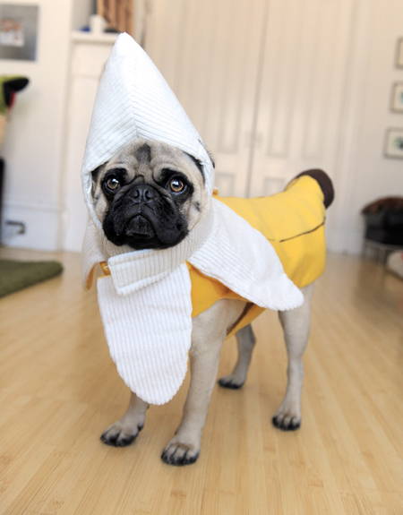 Halloween Pug Banana