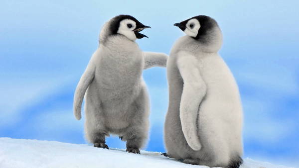 cute-baby-penguin-6