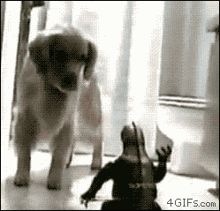 cutest-dog-gif-retriever-scared-godzilla