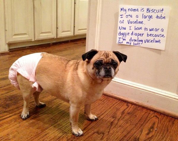 Viral Pictures Of The Week Pug Shaming