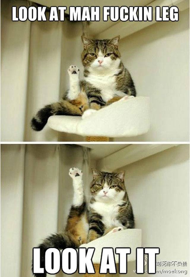 best-viral-pictures-cat-leg