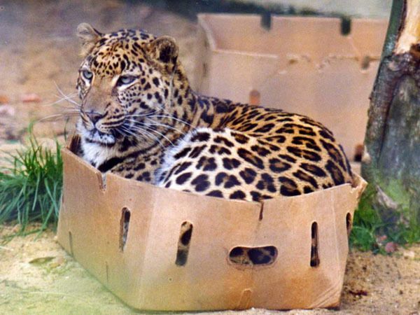 Leopard In A Box