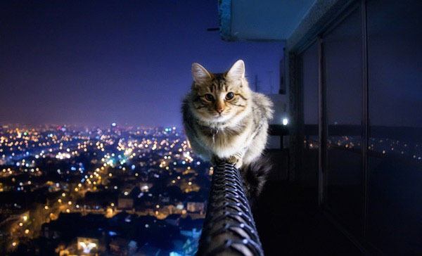Cat On A Ledge