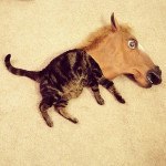 best-viral-pictures-week-cathorse