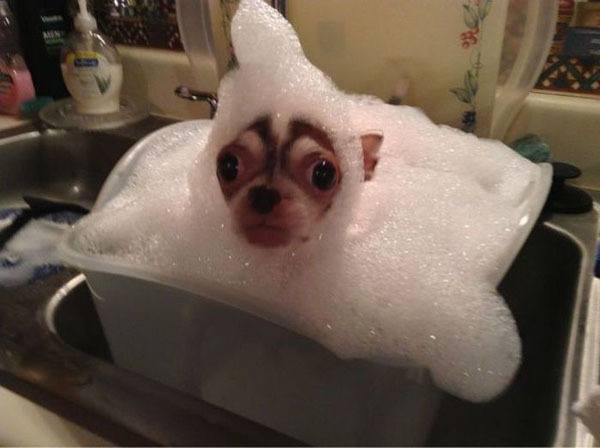 best-viral-pictures-week-7-chihuahua