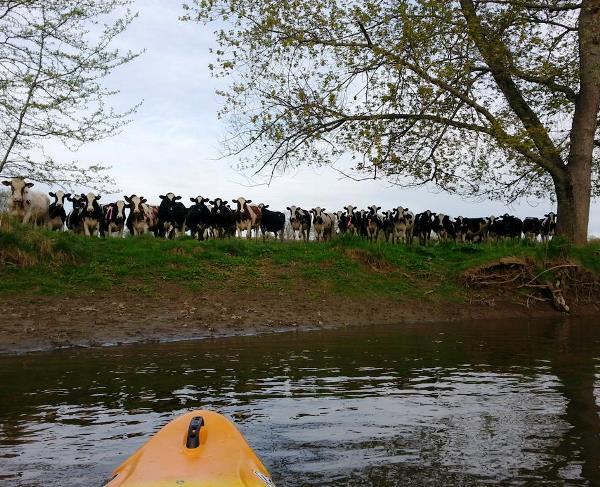 best-viral-pictures-curious-cows