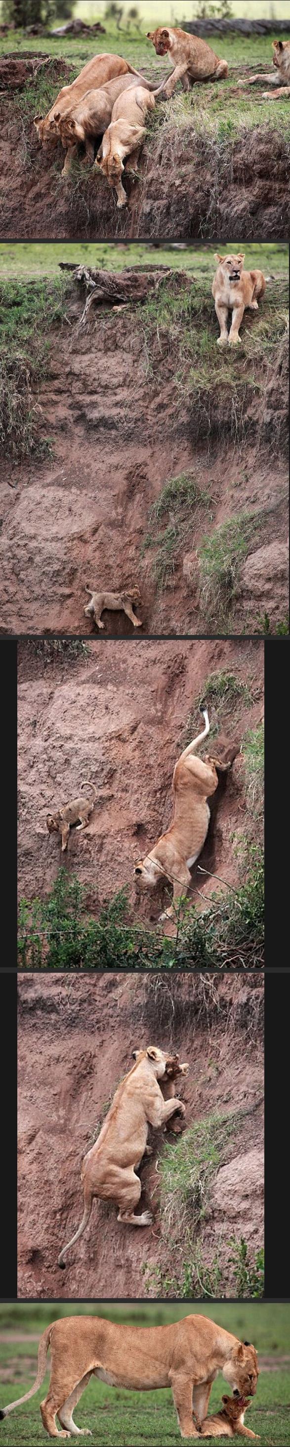 best-viral-pictures-lion-cub-rescue