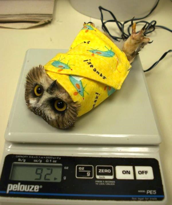 best-viral-pictures-weigh-an-owl