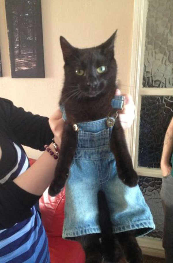 best-viral-pictures-week-12-cat-overalls
