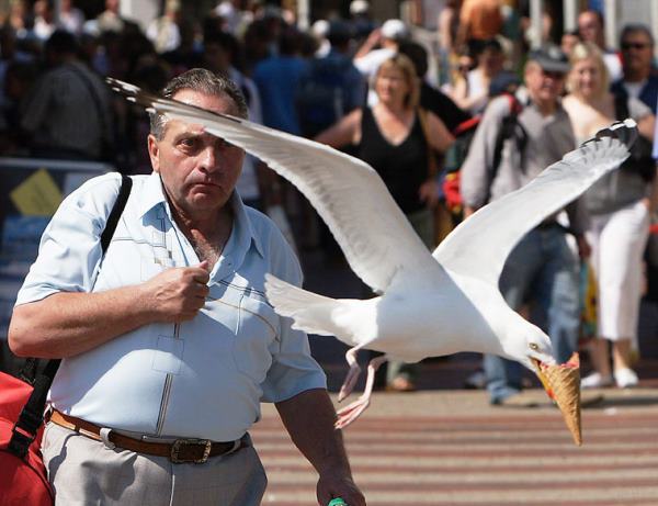 Seagull Steals Ice Cream Picture
