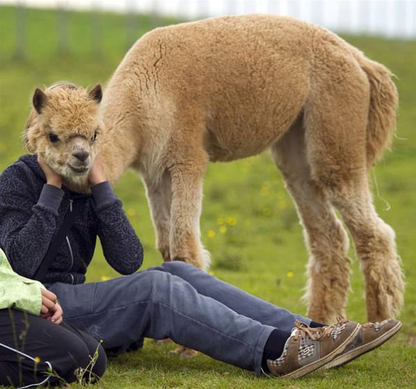 Llama Photobomb