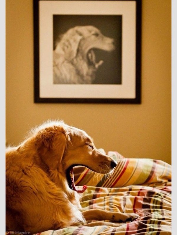 Yawning Dog