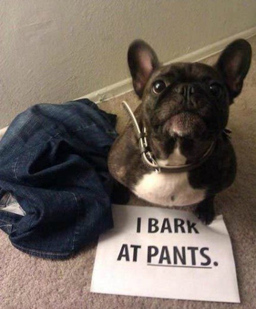 Barks At Pants