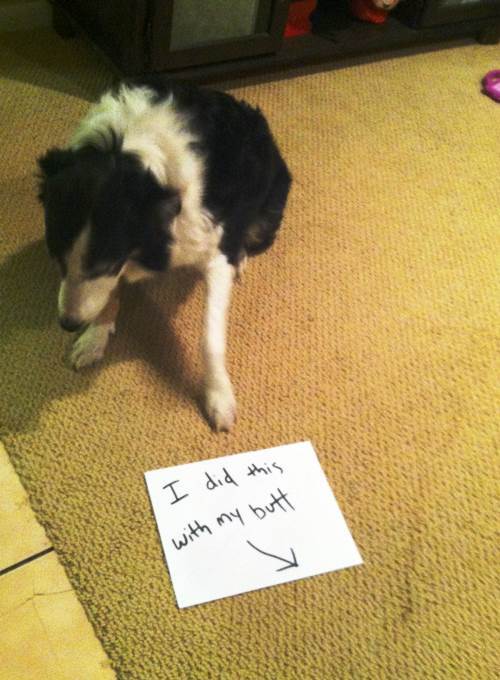 Dog Shame