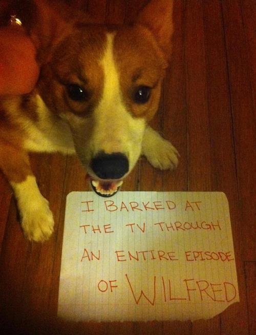 Dog Shaming Barking