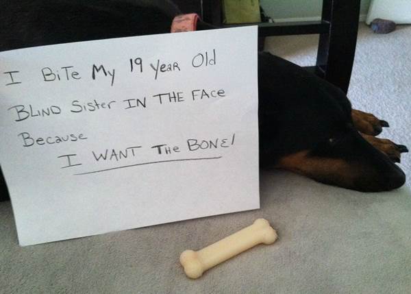 Dog Shaming Bone