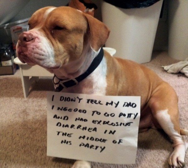 Dog Shaming For Diarrhea