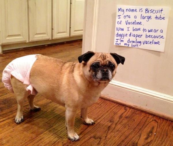 Doggie Diaper