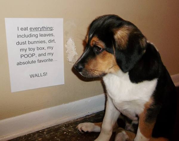 Dog Shaming For Eating The Walls