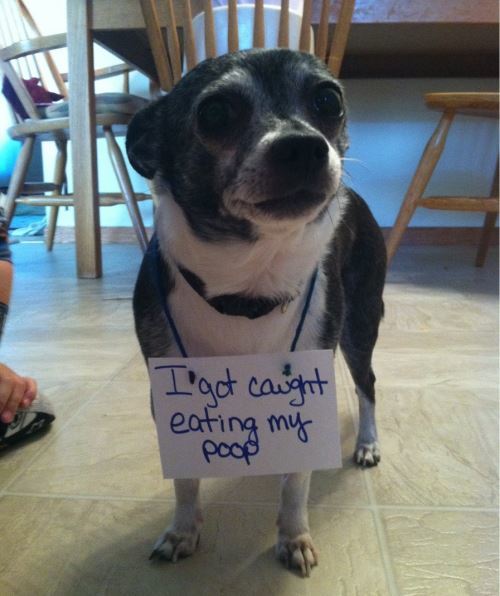 Dog Shaming For Eating Poop