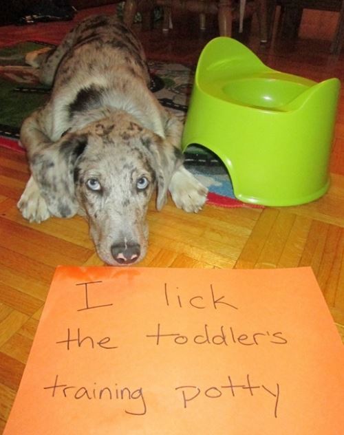 Dog Shaming For Licking Toilets