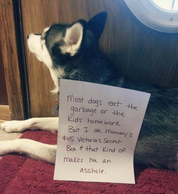 Dog Shaming Pictures Bra