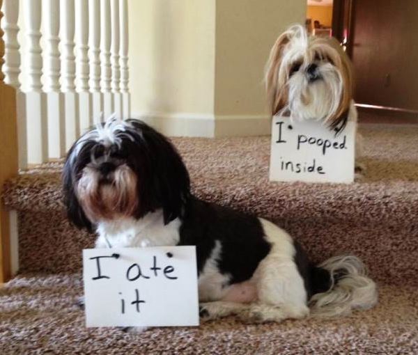 Dog Shaming Pictures Poop