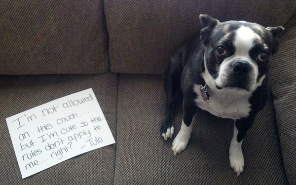 Dog Shaming Pictures
