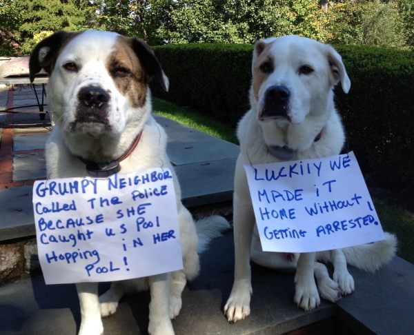 Dog Shaming Pool