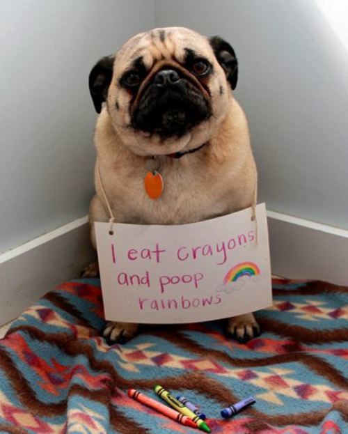 Dog Shaming: 40 Hilarious Pictures Of Dogs In Huge Trouble