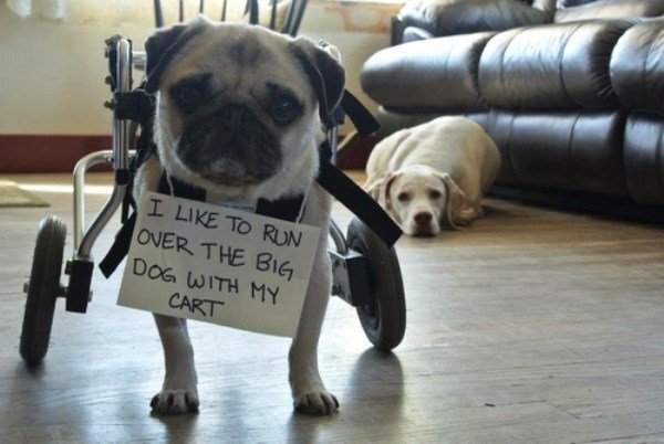 Runs Over The Big Dog Dog Shaming