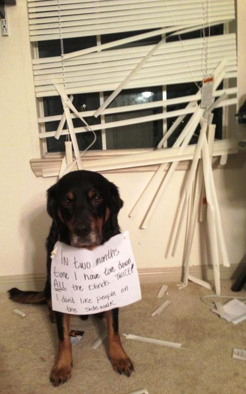 Dog Shaming