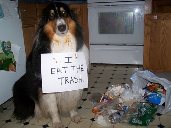 40 Hilarious Photos Of Dog Shaming