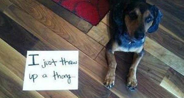 Pet Shaming