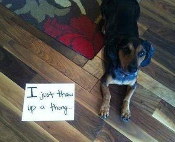Dog Threw Up A Thong