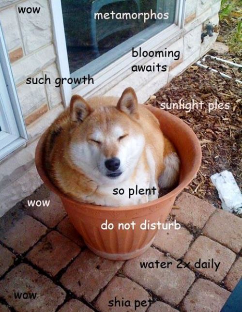 Doge Meme Plant