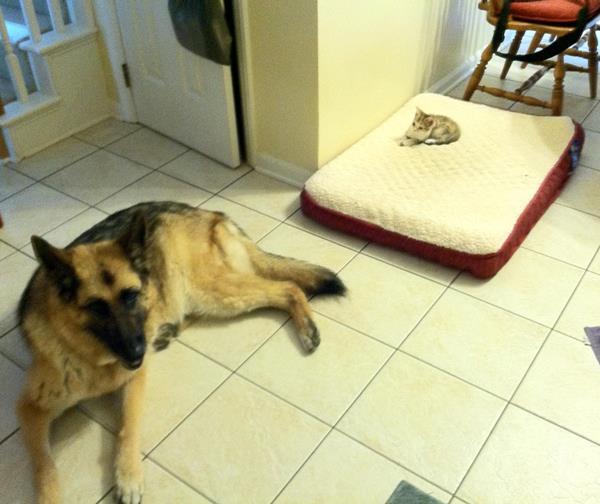 Cat Steals Dog Bed