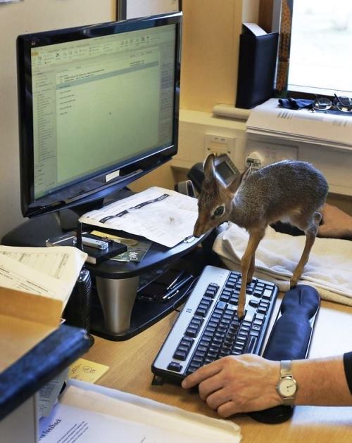 Deer On Keyboard