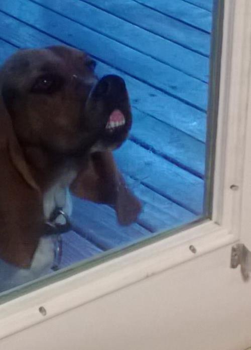 Dog Pressed Against Window