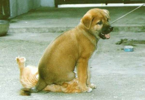 Dog Sits On Cat