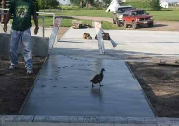 Duck Ruins Cement