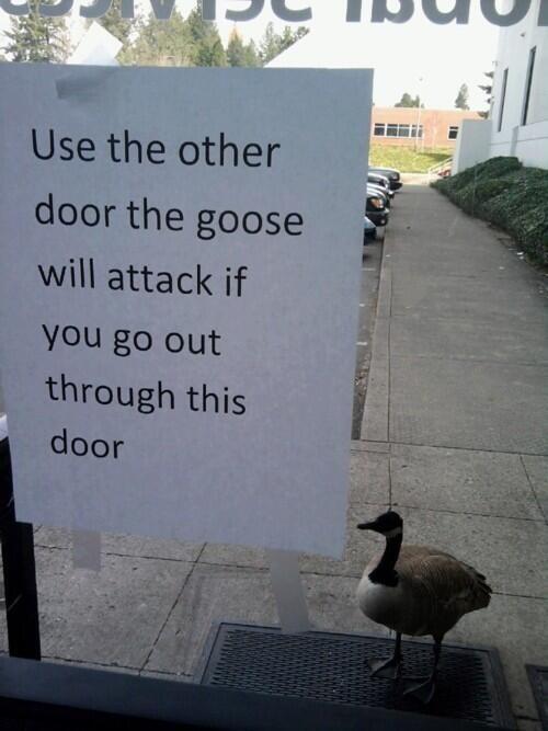 Goose Attack