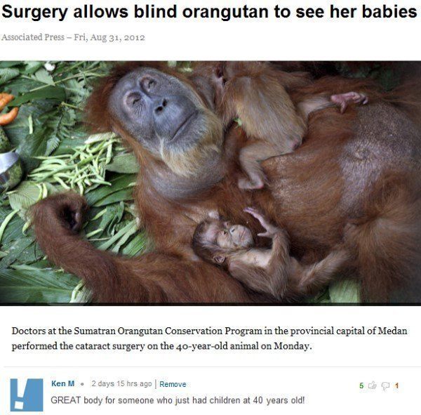 Orangutan Body