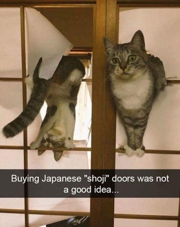 Shoji Cats