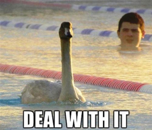 Goose In Pool