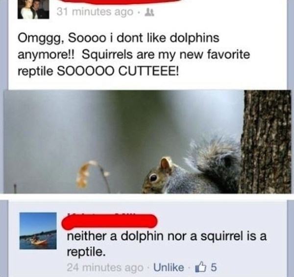 Dumbest Things Said Squirrels Are Reptiles